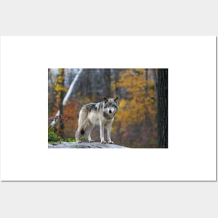 Timber Wolf Posters and Art